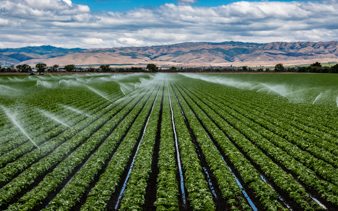 Economy Matters: What happens to our fields happens to us all